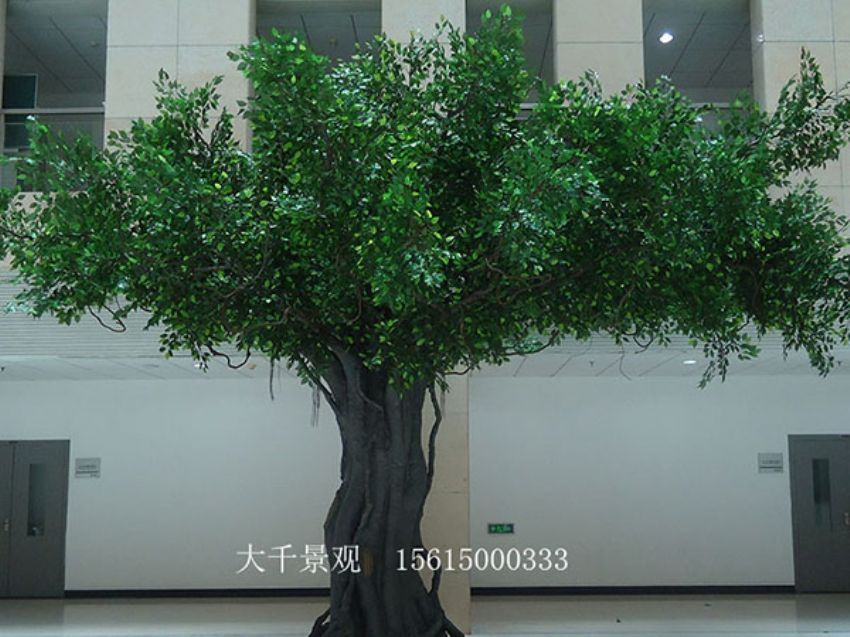 點(diǎn)擊查看詳細(xì)信息<br>標(biāo)題：室內(nèi)榕樹 閱讀次數(shù)：1213