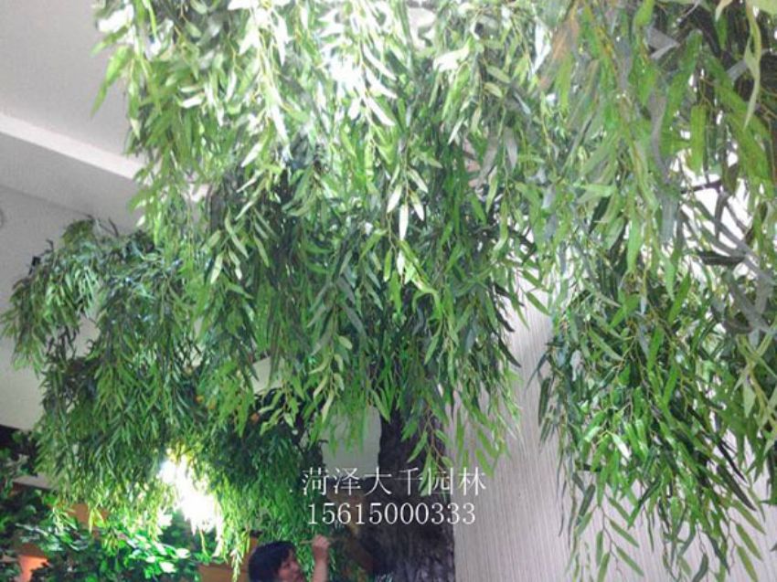 點(diǎn)擊查看詳細(xì)信息<br>標(biāo)題：假樹(shù) 閱讀次數(shù)：1265